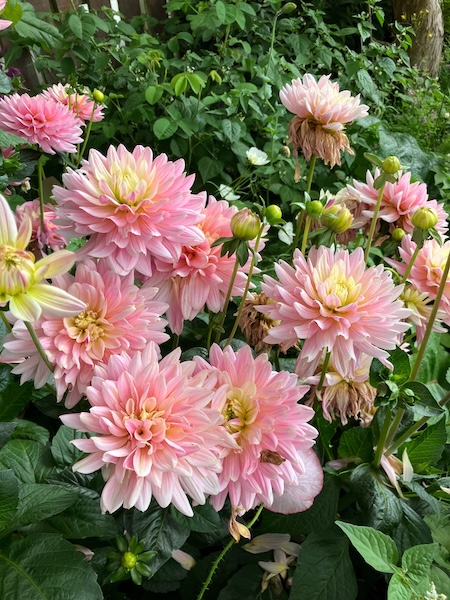 Decorative Dahlia Pink Magic